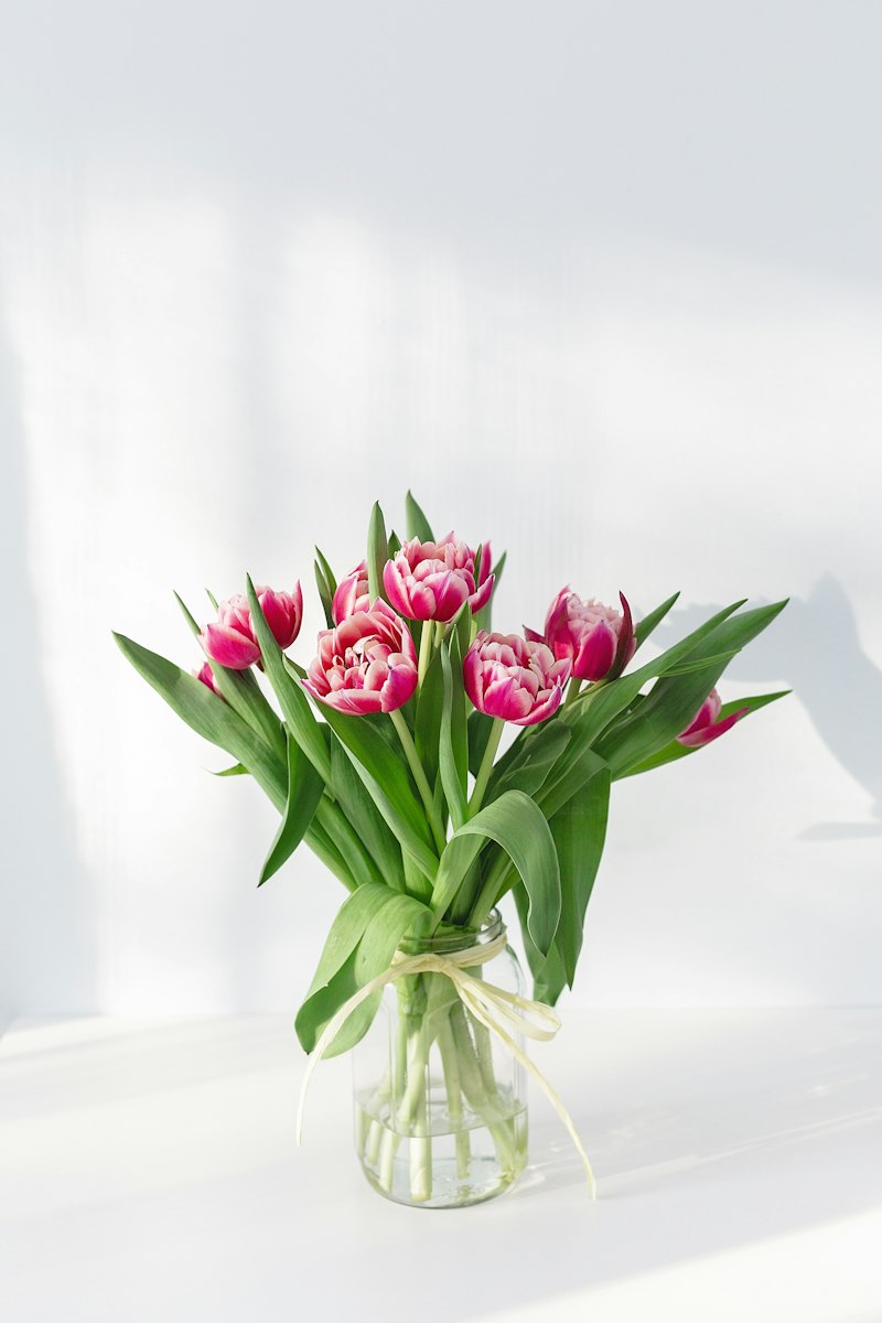 Pink tulips in a glass vase